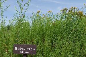 メナード青山リゾートのラベンダー畑