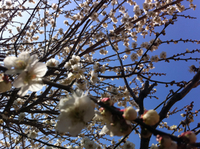 早いもので・・・ 2013/03/10 06:29:31