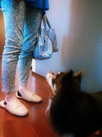 猫ちゃんの飼い主さんとチワワマロン仲良し