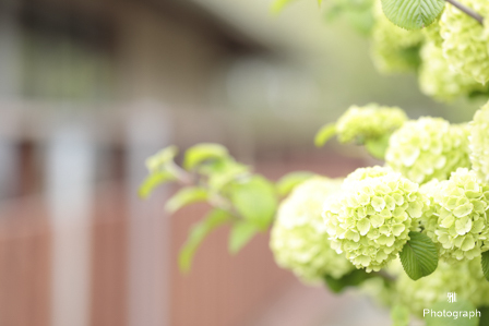 デイジーなど春の色々な花がいっぱい咲いてます in ガーデンパーク