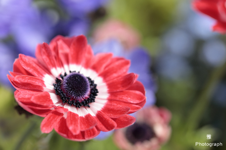 デイジーなど春の色々な花がいっぱい咲いてます in ガーデンパーク