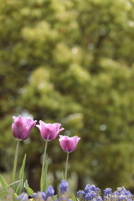 デイジーなど春の色々な花がいっぱい咲いてます in ガーデンパーク