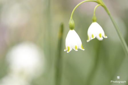 デイジーなど春の色々な花がいっぱい咲いてます in ガーデンパーク