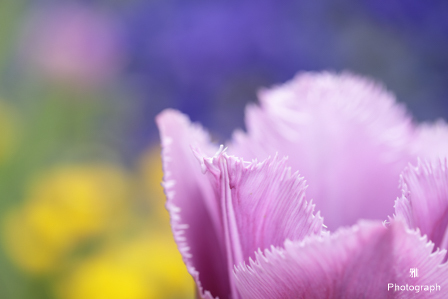 デイジーなど春の色々な花がいっぱい咲いてます in ガーデンパーク