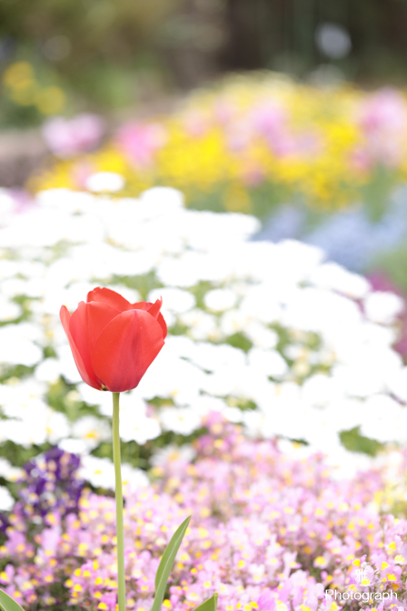 デイジーなど春の色々な花がいっぱい咲いてます in ガーデンパーク