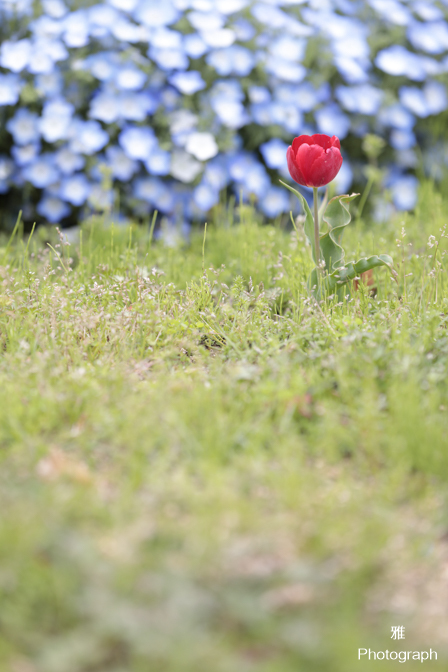 デイジーなど春の色々な花がいっぱい咲いてます in ガーデンパーク