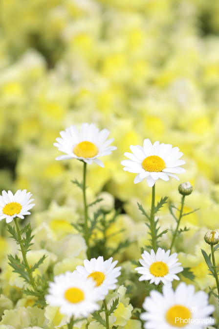 デイジーなど春の色々な花がいっぱい咲いてます in ガーデンパーク