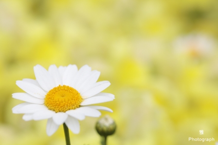 デイジーなど春の色々な花がいっぱい咲いてます in ガーデンパーク