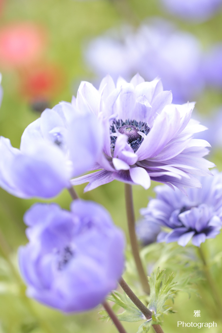 デイジーなど春の色々な花がいっぱい咲いてます in ガーデンパーク