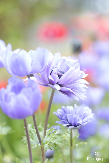 デイジーなど春の色々な花がいっぱい咲いてます in ガーデンパーク