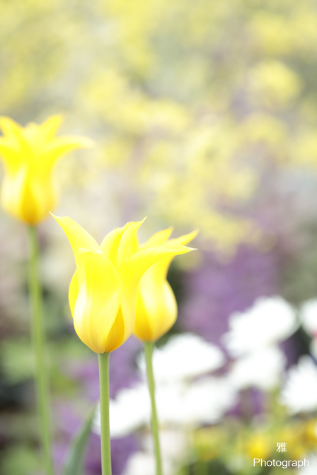 デイジーなど春の色々な花がいっぱい咲いてます in ガーデンパーク