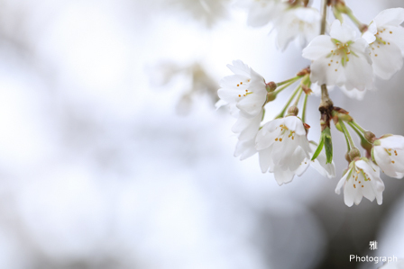 野依神社の樹齢350年以上 しだれ桜