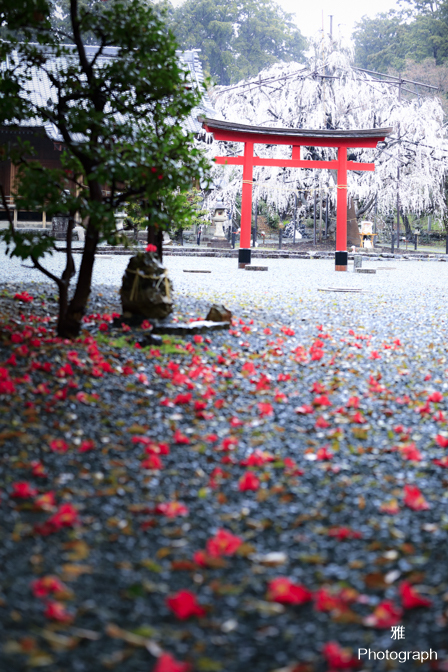 野依神社の樹齢350年以上 しだれ桜