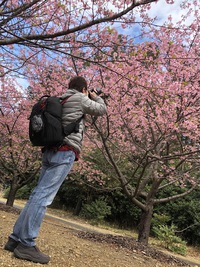 豊橋市の河津桜を撮りに行ってきました