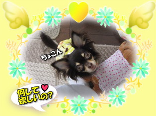 足元で見つめるマロン