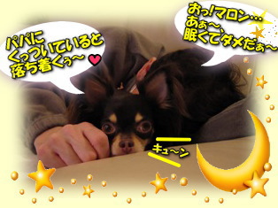 【dog】パパの腕の中でモゾモゾ