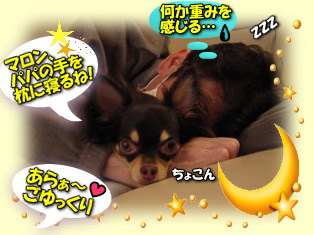 【dog】パパの腕の中でモゾモゾ