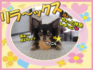 隠れちゃおう!