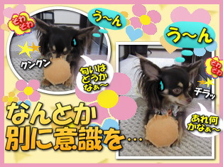 隠れちゃおう!