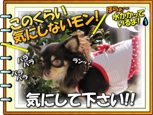 水やりとマロン