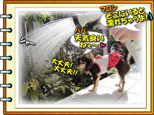 水やりとマロン