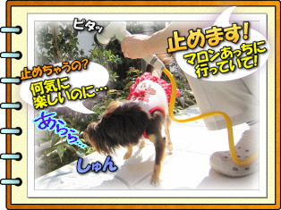 水やりとマロン