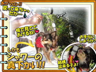 水やりとマロン