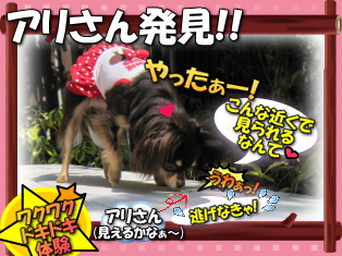 アリさんと接近