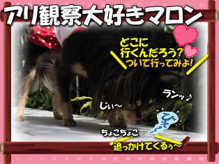 アリさんと接近