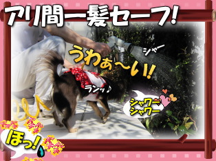 アリさんと接近
