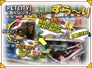 ラブちゃんへのプレゼント