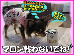 マロンパパにプレゼント