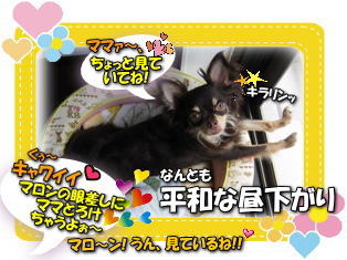 網戸はオモチャじゃないよ