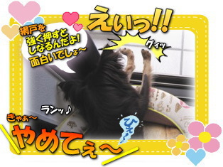 網戸はオモチャじゃないよ