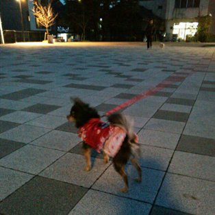 冬の夕方散歩
