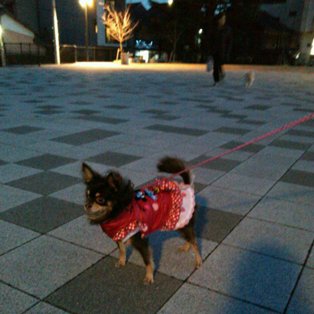 冬の夕方散歩
