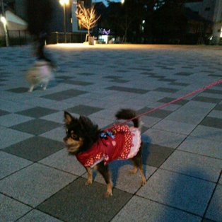 冬の夕方散歩