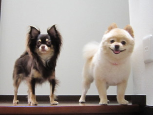 2dog お出迎え
