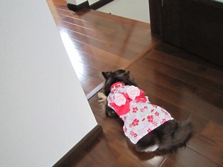 涼しげに浴衣姿