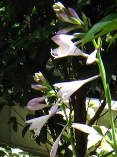 チワワのマロンと咲いた花