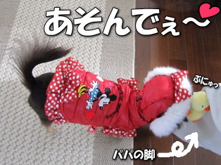 激カワァ♥遊んでアピール