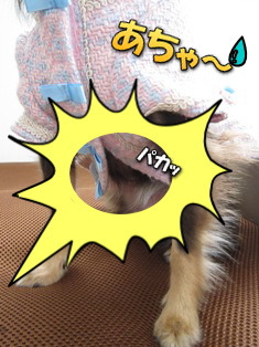 前が閉まりましぇん!