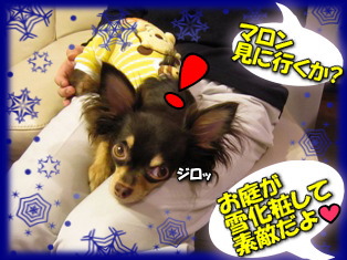 昨夜のお庭は(^-^)