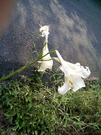 夏の名残
