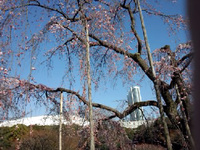 しだれ桜と300年の時の流れ