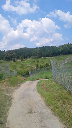 16kmトレイルラン@奥比叡 16kmトレイルラン@奥比叡
