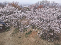 桜咲いてるよ（奈緒子）