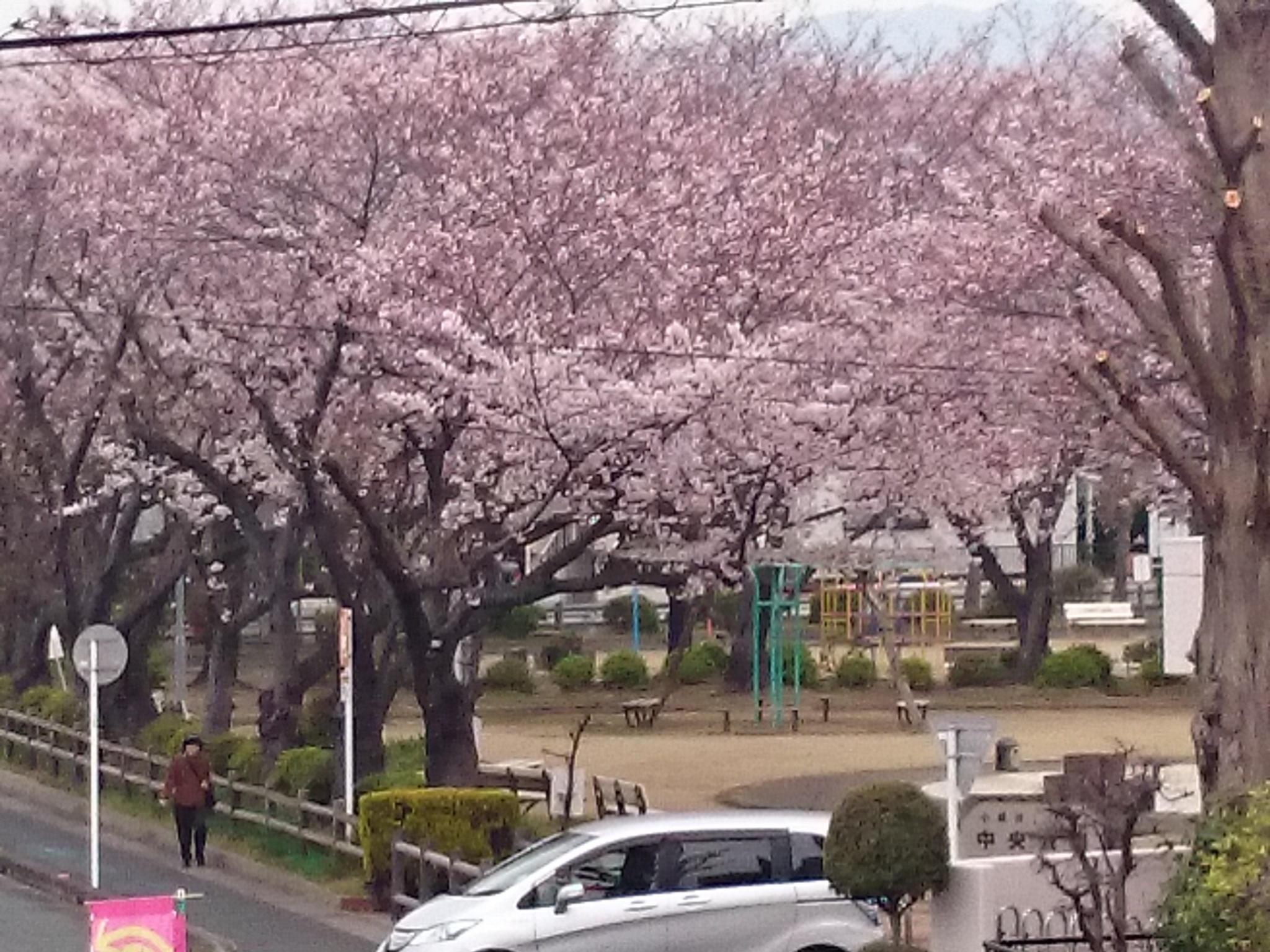 桜咲く