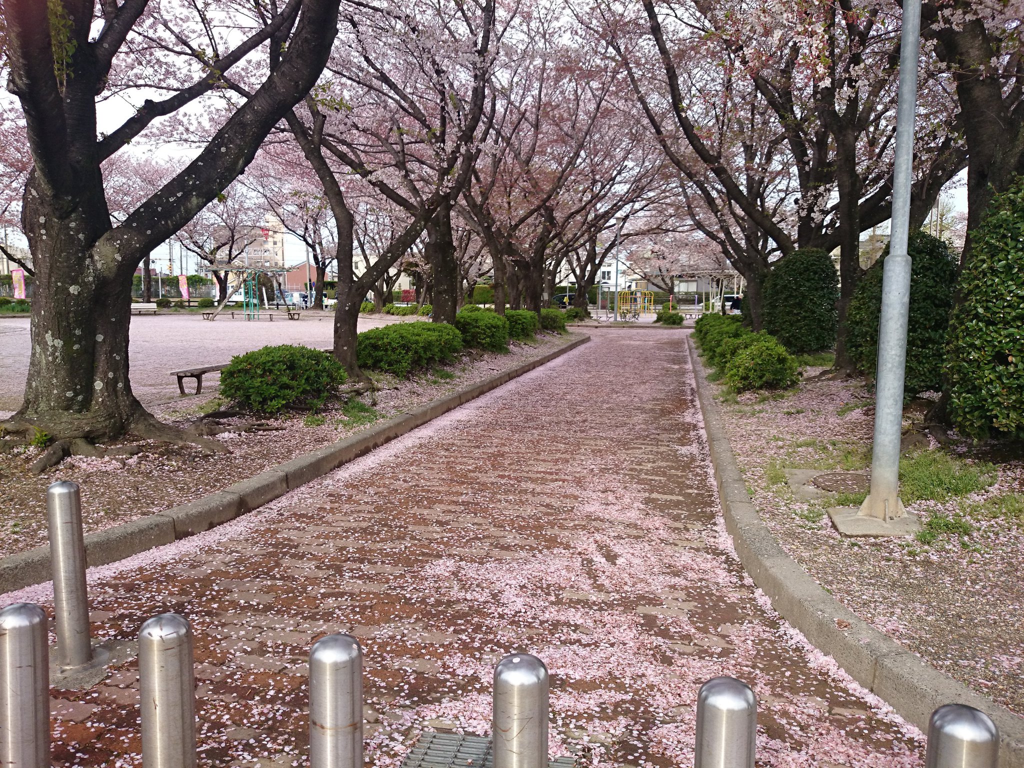 中央公園の桜のじゅうたん