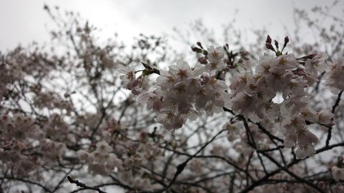 平成26年 桜渕公園の桜開花状況　3月30日（日）